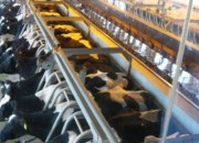 06_china_molochniki_2011